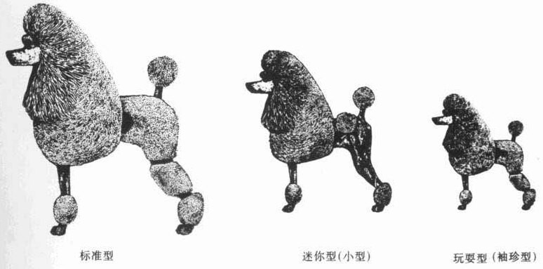 akc——美国养犬俱乐部标准 贵宾泰迪