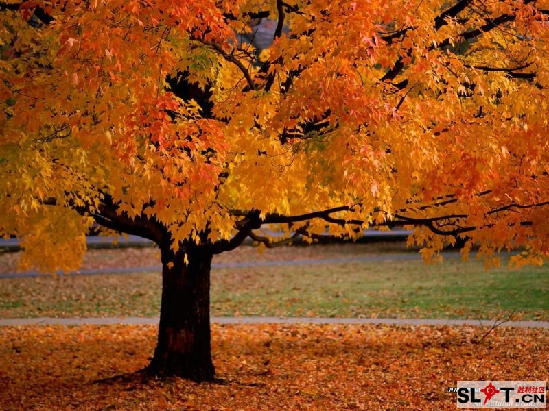 nature_fall_colors_33105_m.jpg