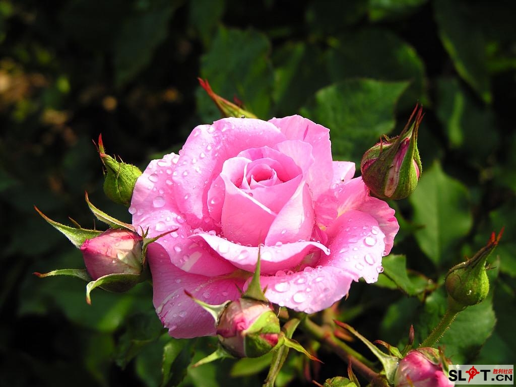 rose-533-28.jpg