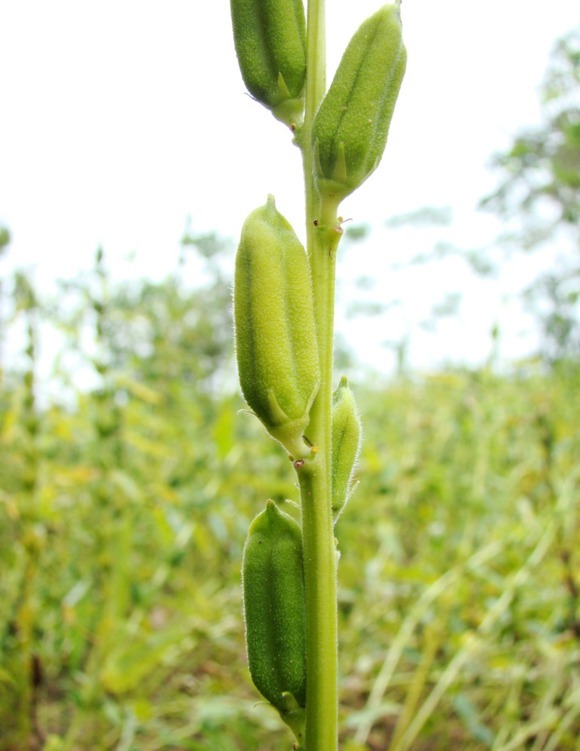 有人知道这是什么吗?答案芝麻.