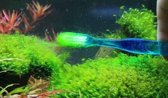 除丝藻神器牙刷