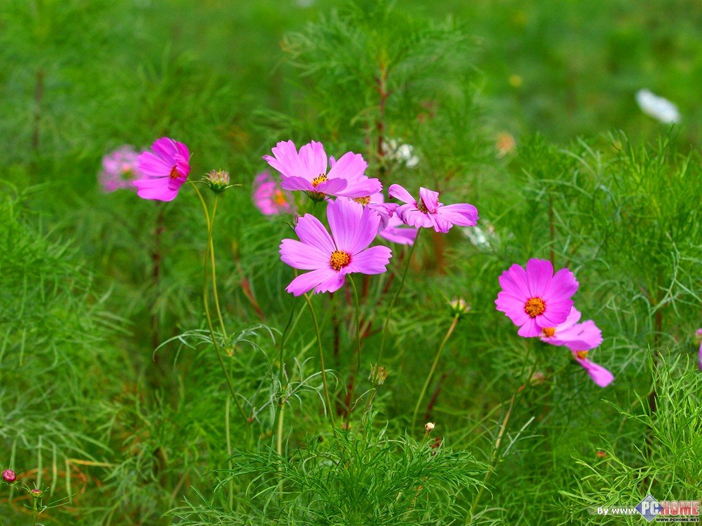 wild_flower_cosmos_photo_04891853.jpg