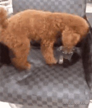 发情期的泰迪,真是不管三七二十一啊.