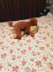 泰迪被称为狗界的死色狼竟是为了.