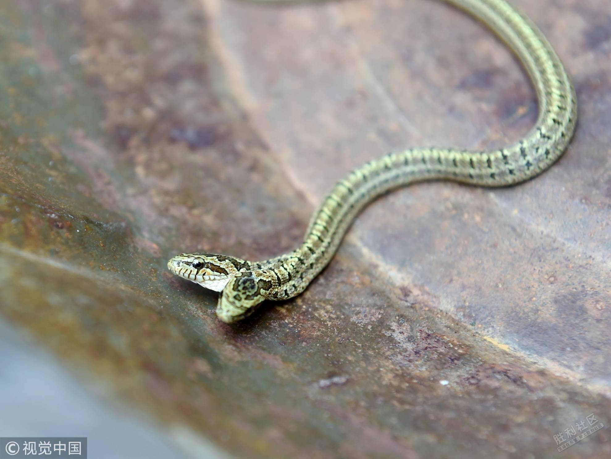 自然生物蛇类摄影图片素材-编号38706468-图行天下
