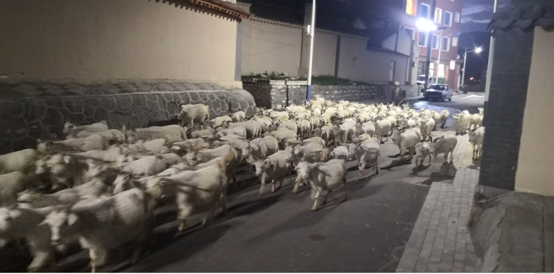 漫步东寨镇街道，偶遇羊群