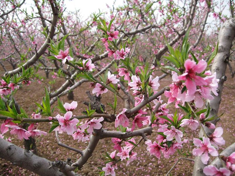 东营_今日聚会引燃对西宋桃花节的期待-单车桃园大