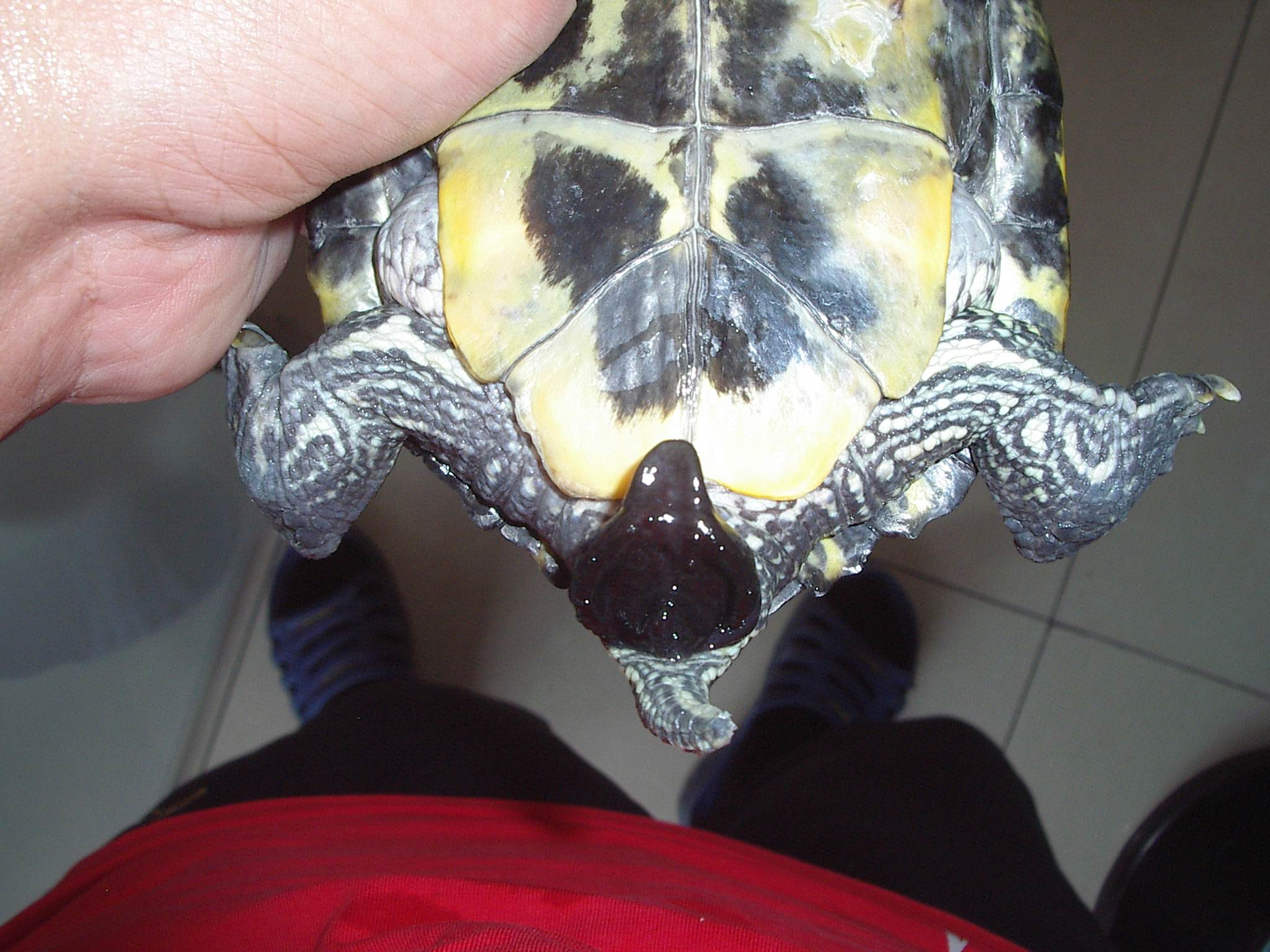 巴西龟的生殖器哈