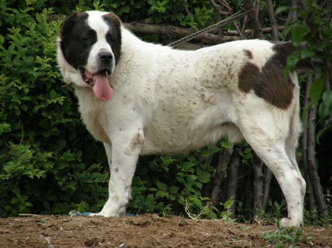 喜讯中亚牧羊犬赠送大型犬无条件和精力的免谈