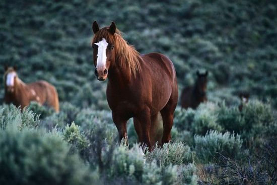 Photographing-Wild-Horses.jpg