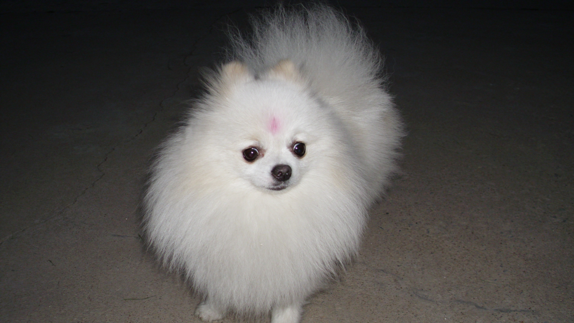 家养纯种白博美对外配狗了