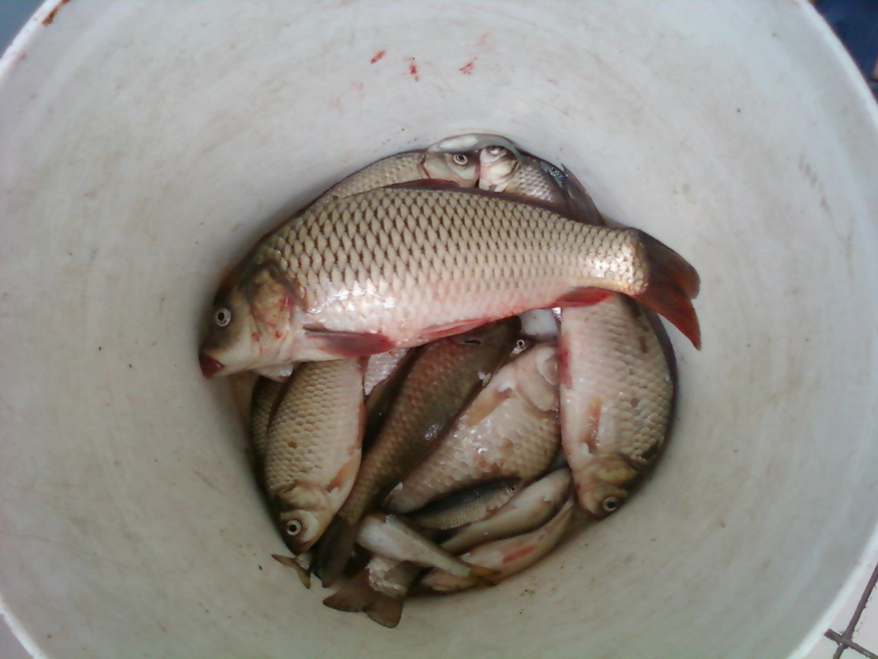 看我昨天广利河的战果昨天3斤鱼一斤左右的小鲤鱼一条今天的没拍就都