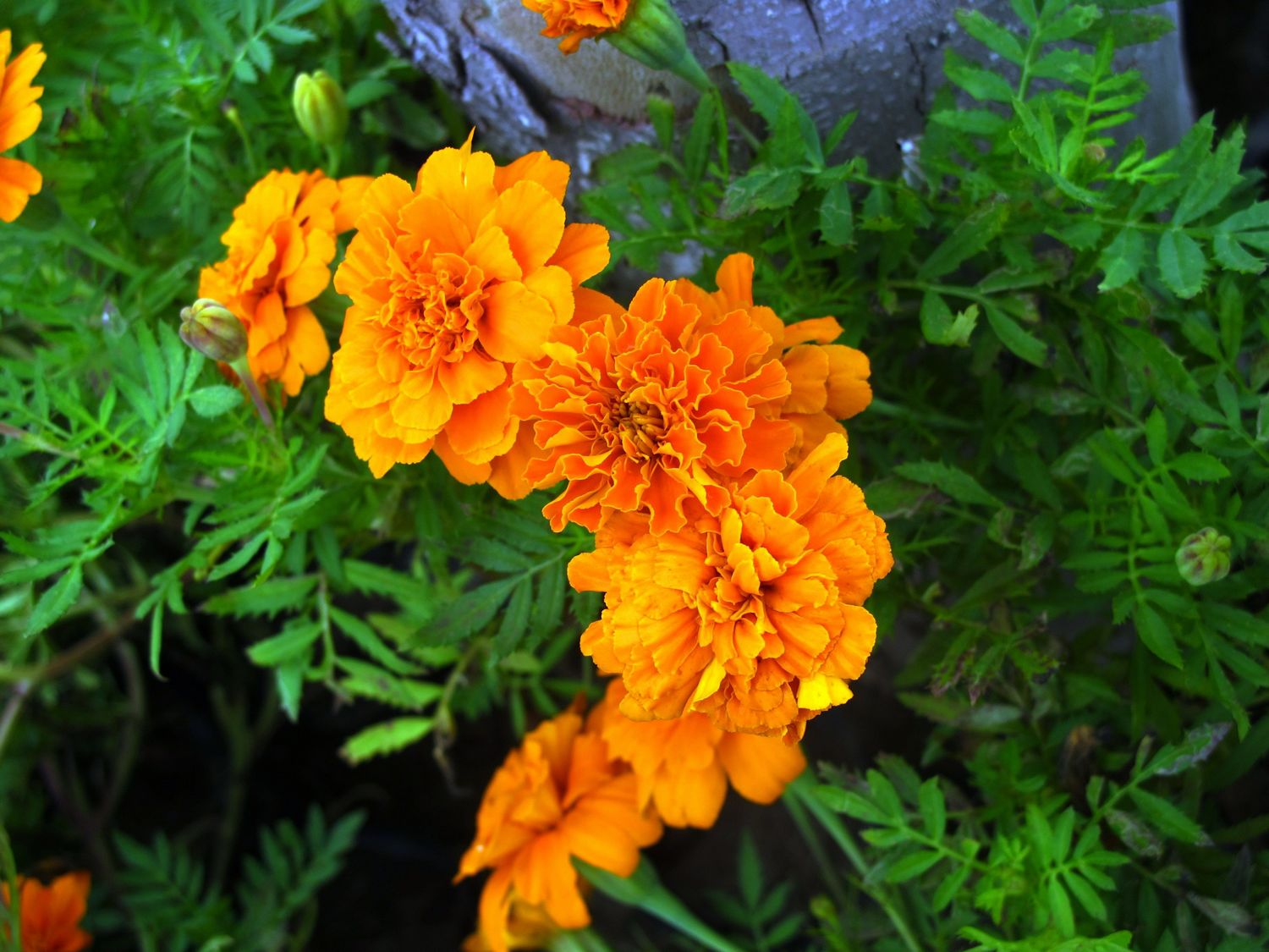 又臭又好看的臭菊花金娃娃做陪