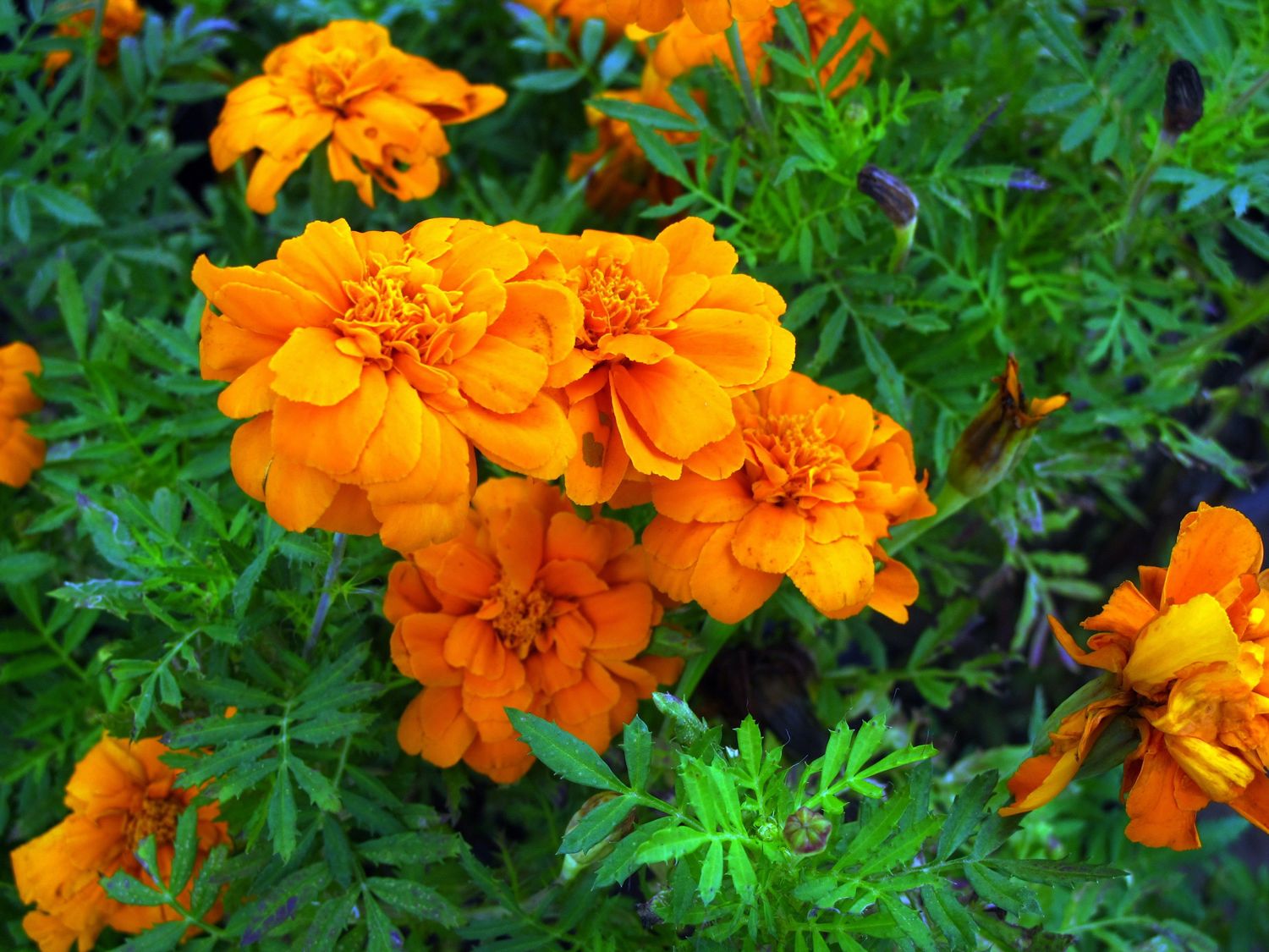 又臭又好看的臭菊花金娃娃做陪