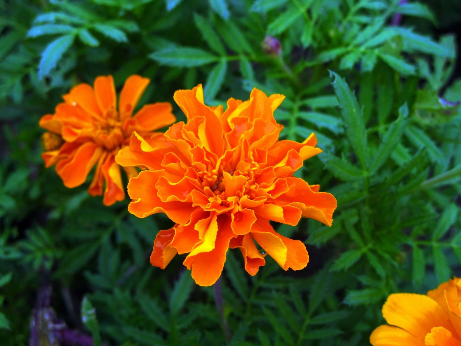 又臭又好看的臭菊花金娃娃做陪