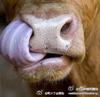 牛原来是这么挖鼻屎的啊!重口味,不喜勿入!