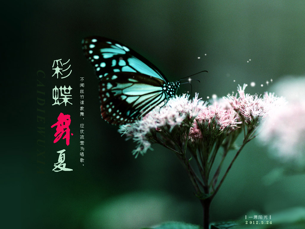 东营_《舌尖上的中国》之背景音乐彩蝶舞夏