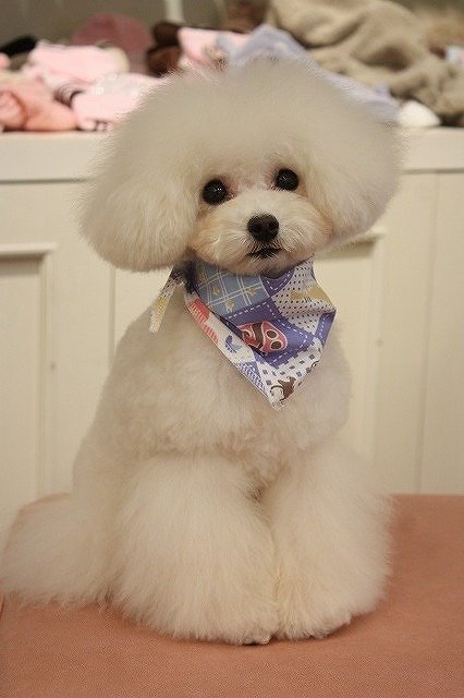 宠友交流分享贵宾犬美容甜美日系风