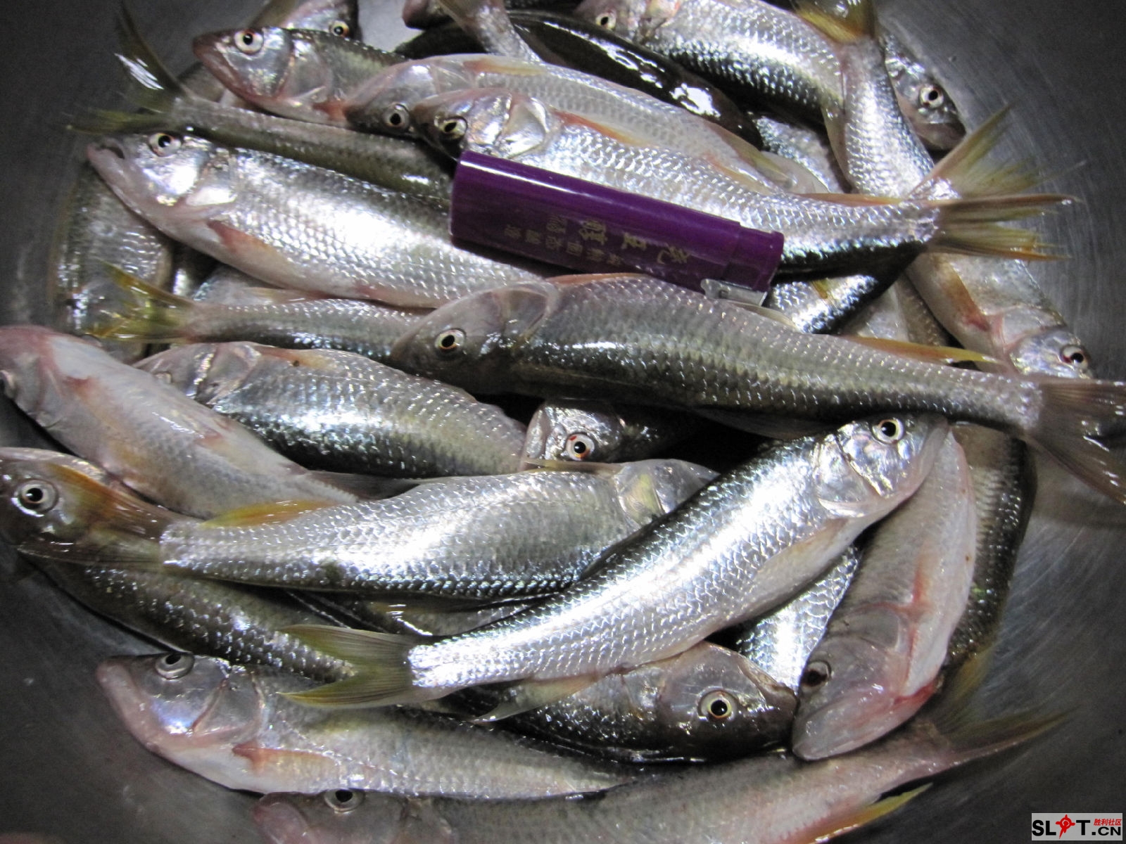 东营哪里有马口鱼