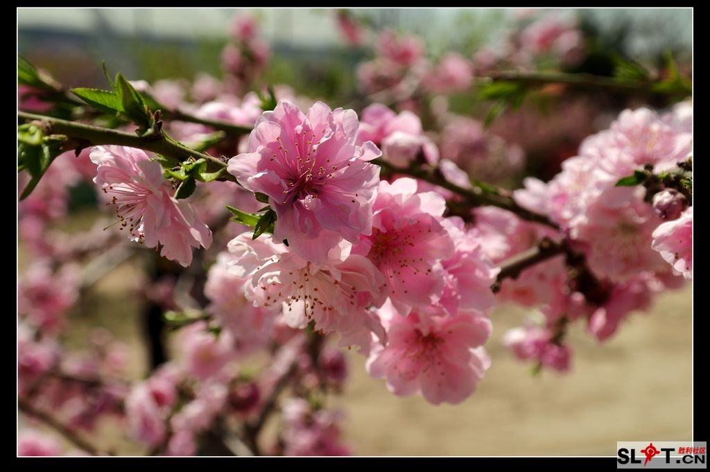 东营西宋桃花节2021图片