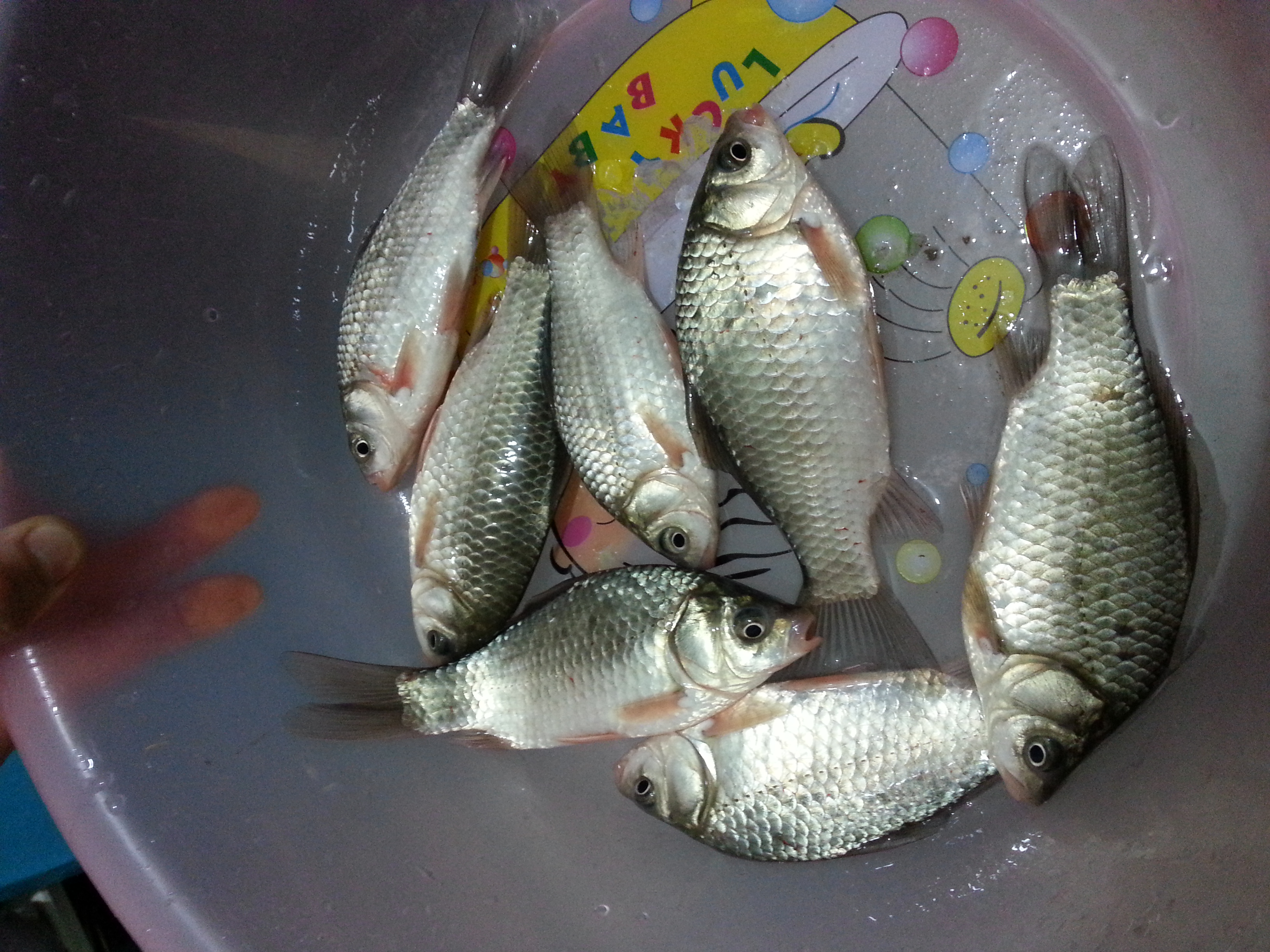 今天去梢头小试了一下鱼情全二两大鲫鱼!