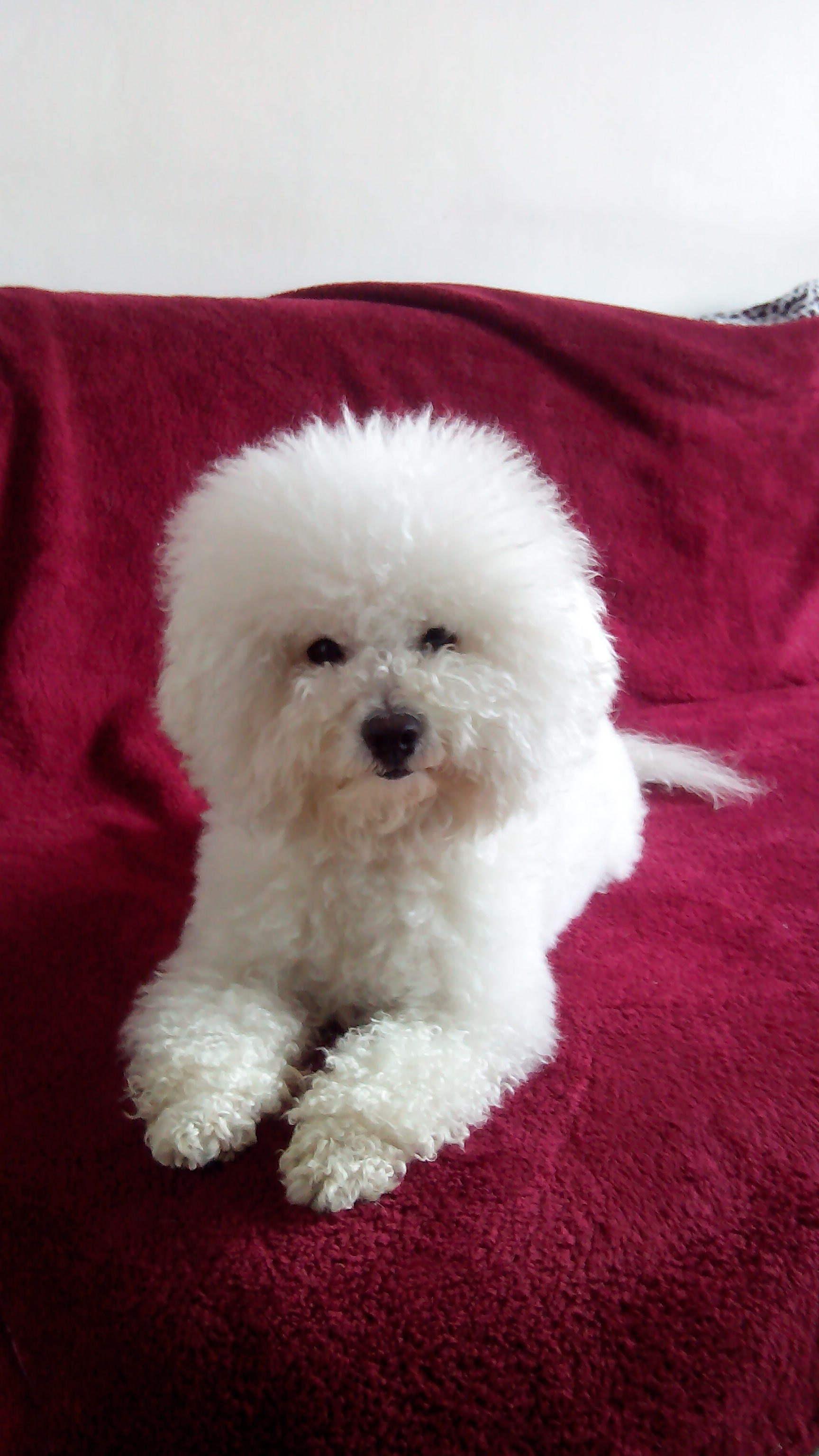 两岁纯白公比熊寻求女性比熊有的联系啊