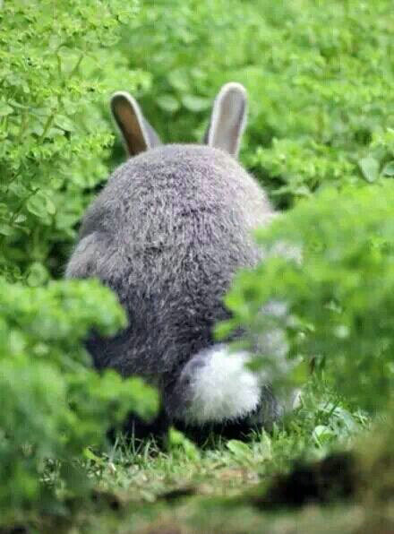 这只肥兔仔又躲在那里装龙猫好萌的背影