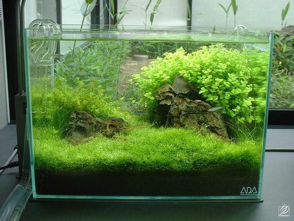 小超白缸水草造景欣赏