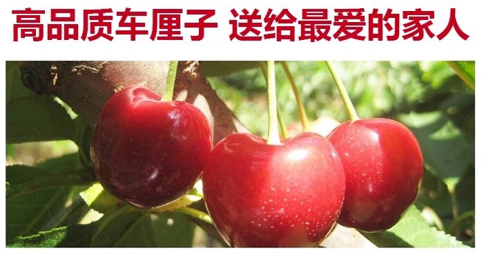 果中钻石智利顶级sj级车厘子惊爆活动一斤也给送上门