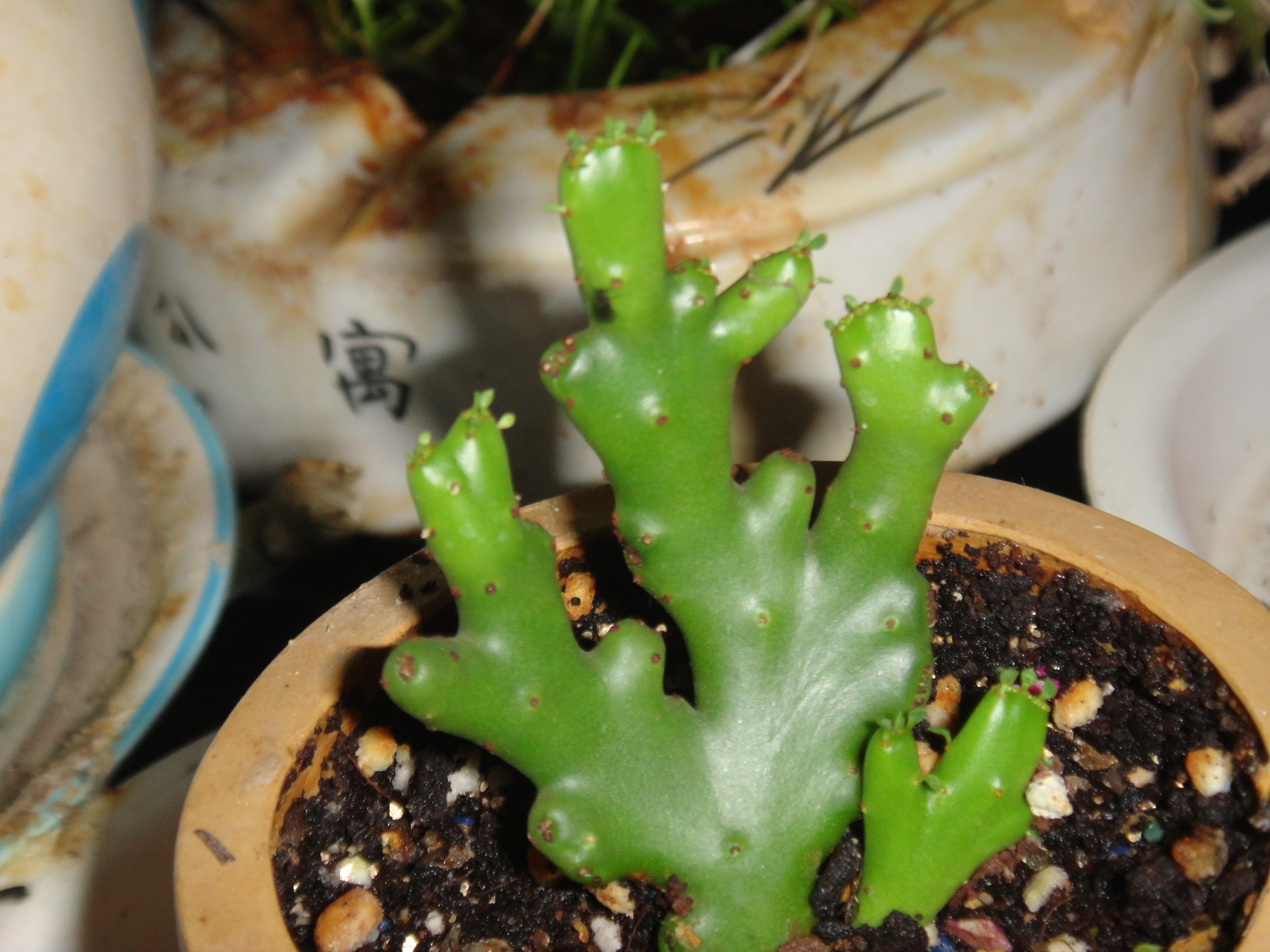 玉珊瑚越来越像海底的珊瑚了