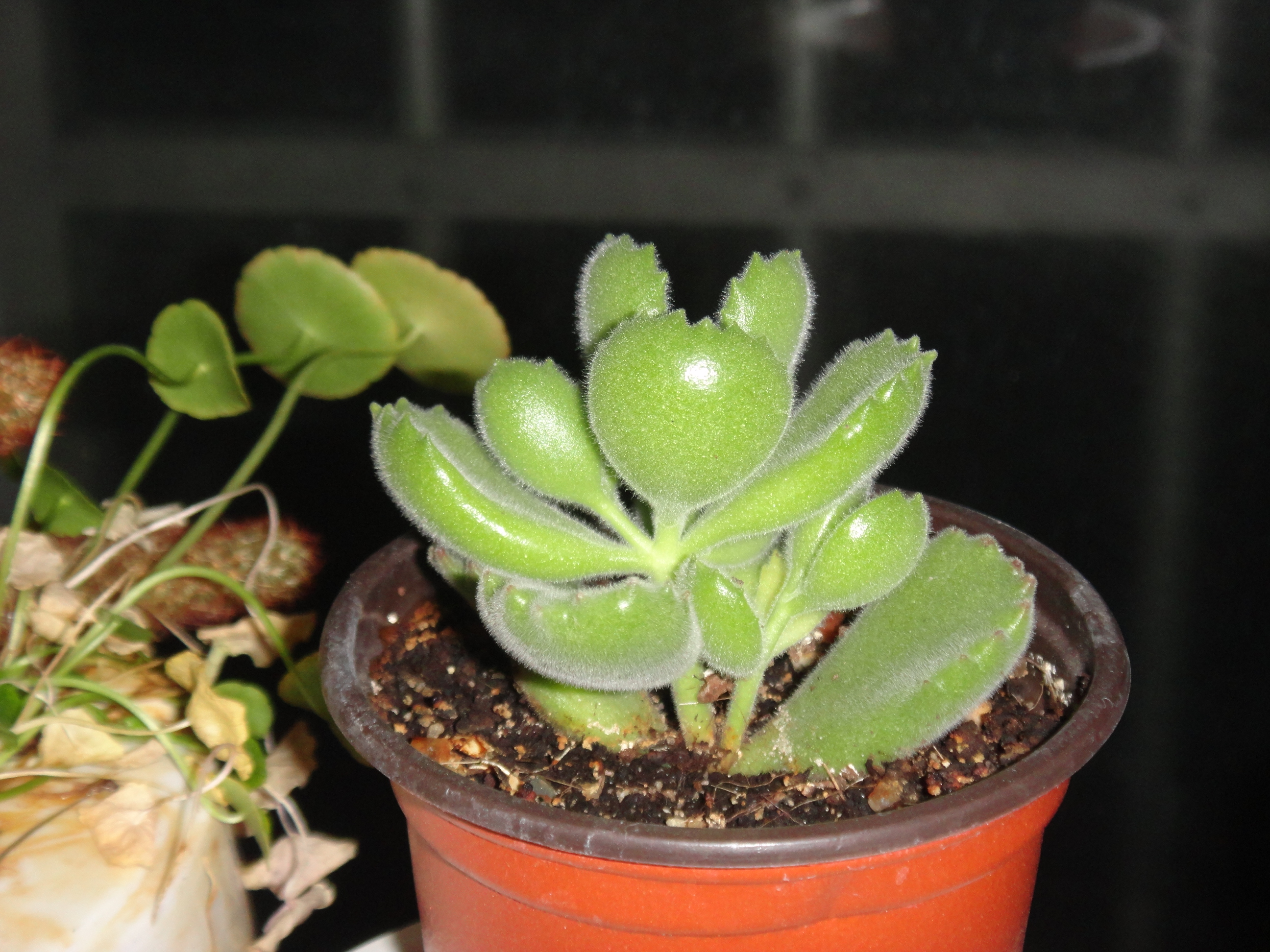 玉珊瑚越来越像海底的珊瑚了