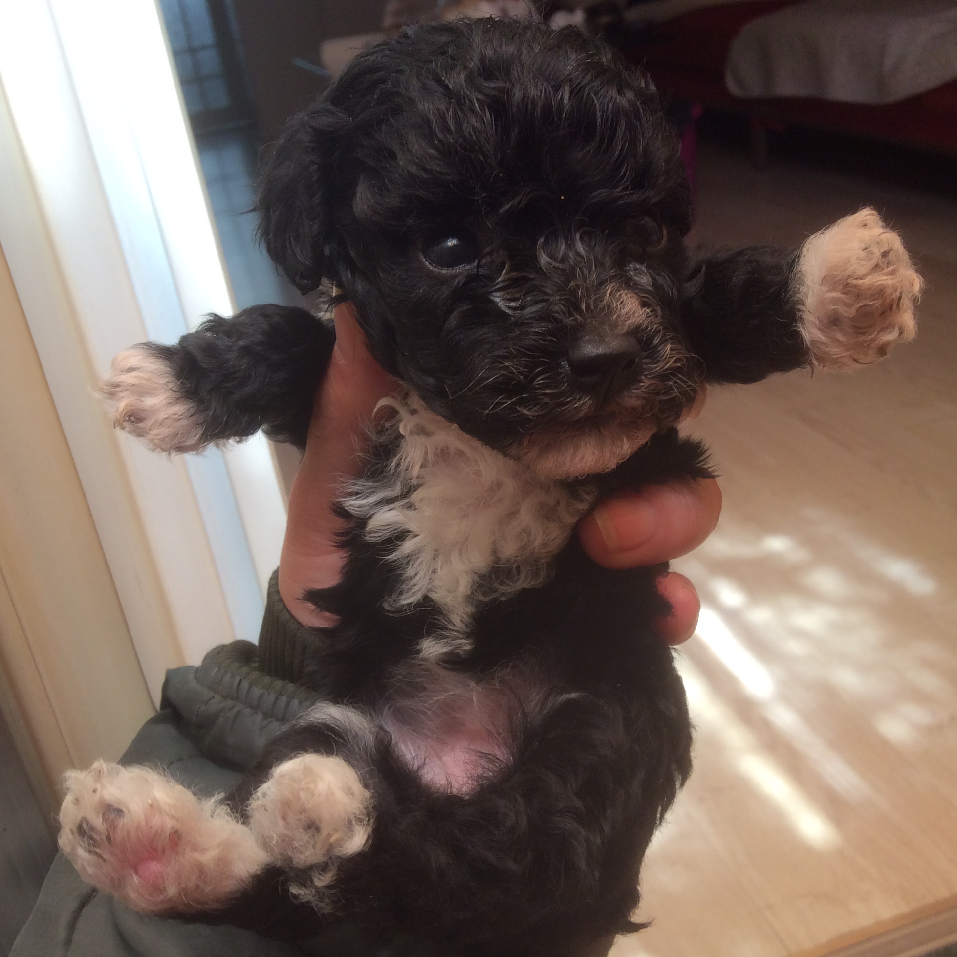 满月小体泰迪-------已售出