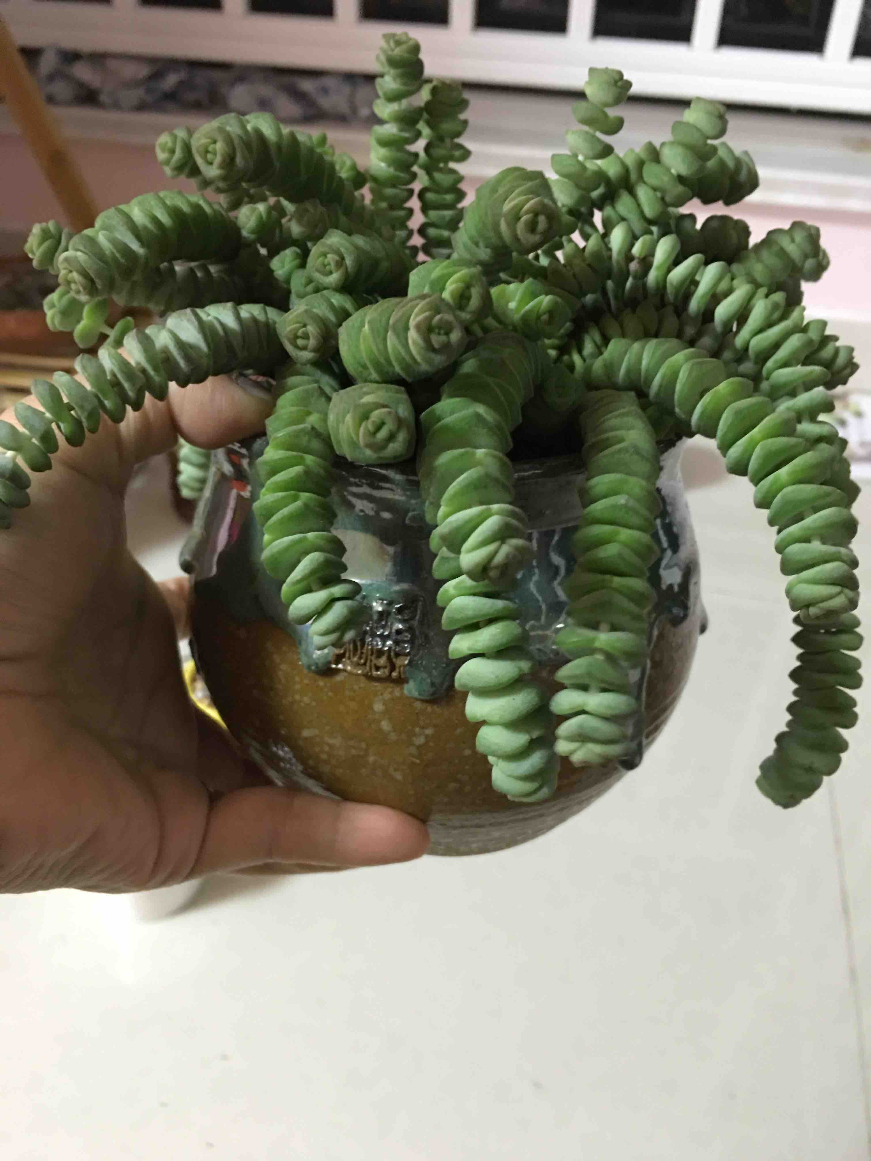 【多肉植物】转一盆钱串