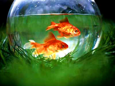 家中鱼缸摆放风水  客厅摆放鱼缸的风水