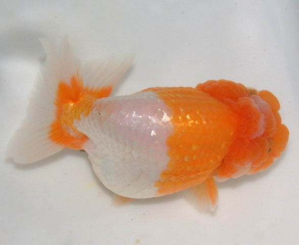 漂亮的兰寿金鱼