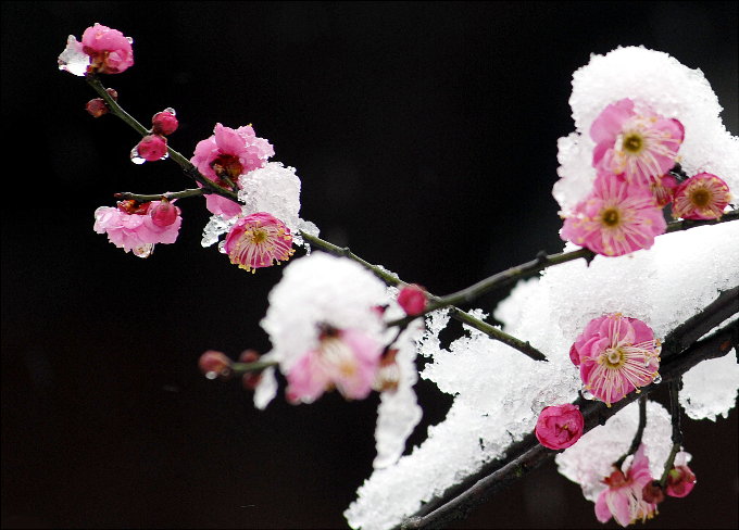 雪中寒梅