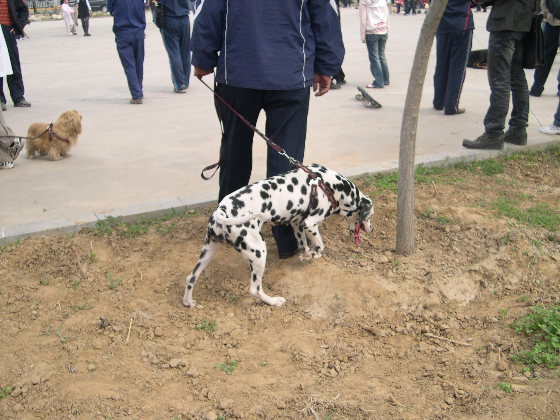 其中好像唯一的有:小鹿一个,斑点一个,藏獒一个,巴基度一个,苏木一个
