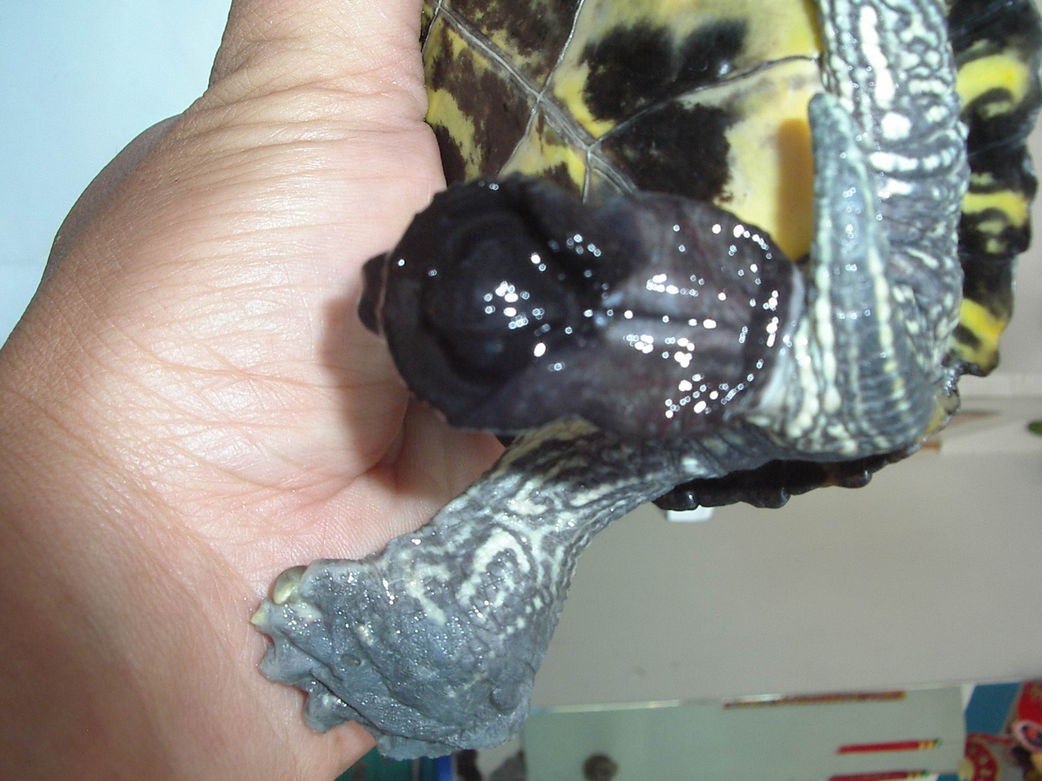 巴西龟的生殖器哈