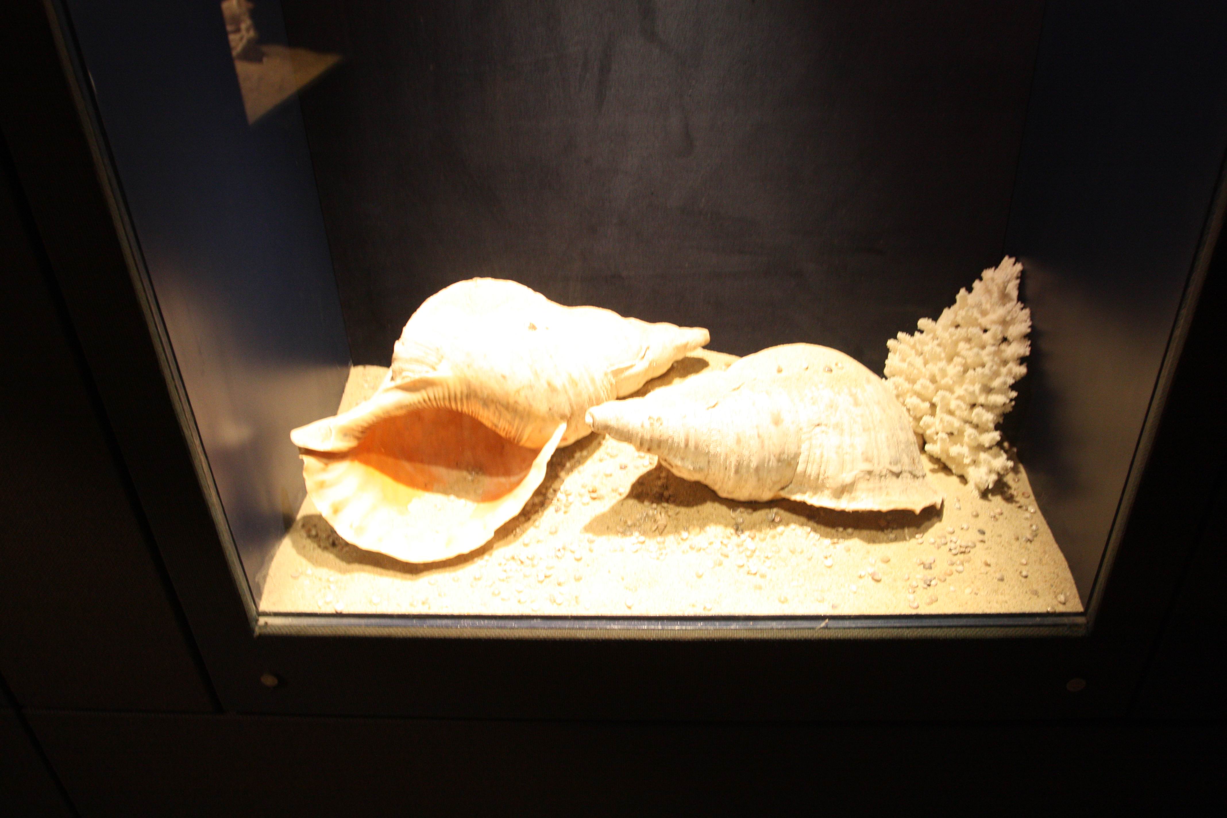 海底珊瑚贝壳类