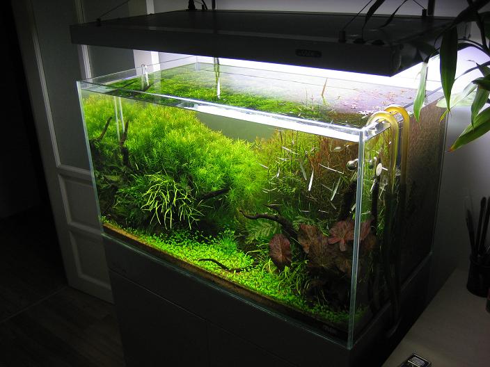 想买个缸,请懂行的朋友指点下