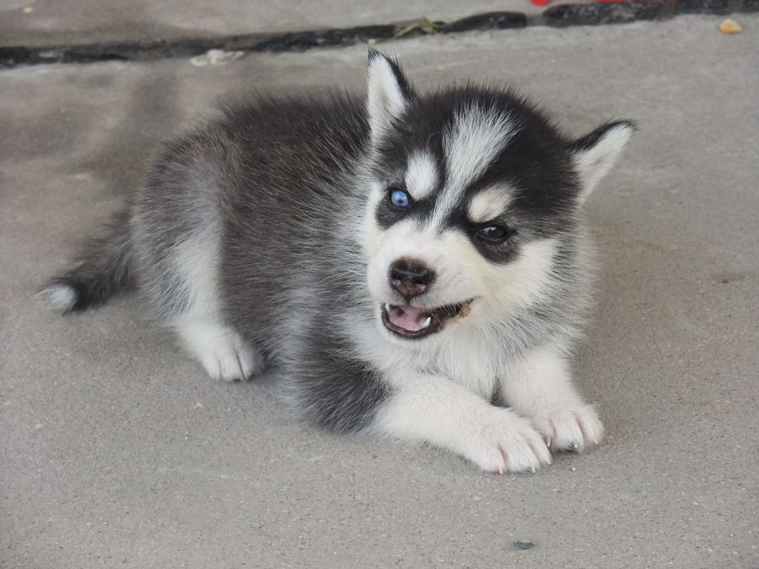 寻:那位好心人看见一只哈士奇宝宝.