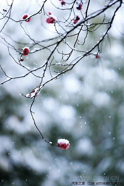 落花飘雪唯美图片图片