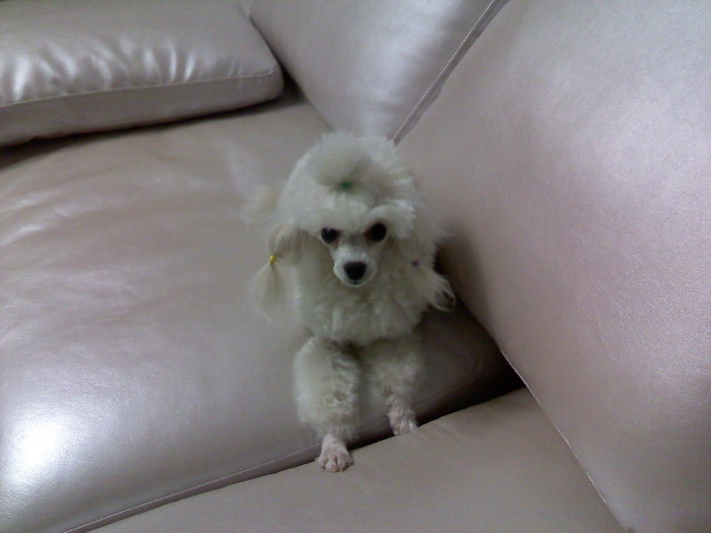 贵宾犬泰迪之板凳狗