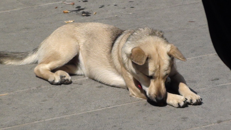 那只是纯正的中华田园犬啊