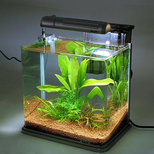 迷你水草缸渐露锋芒