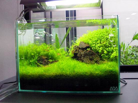 迷你水草缸渐露锋芒