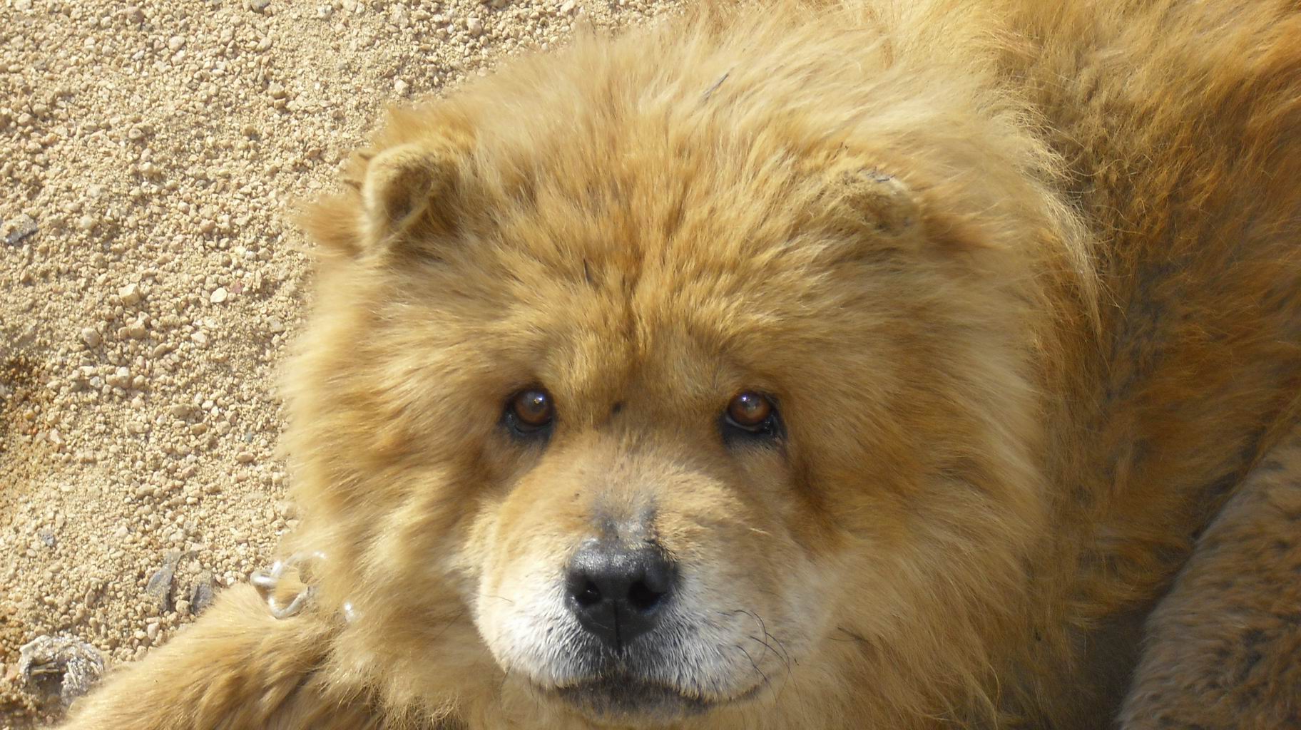 再次收留一个棕狮,懂的来帮他看看病