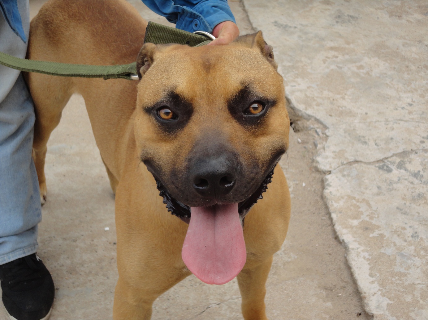 发个图我的虎子