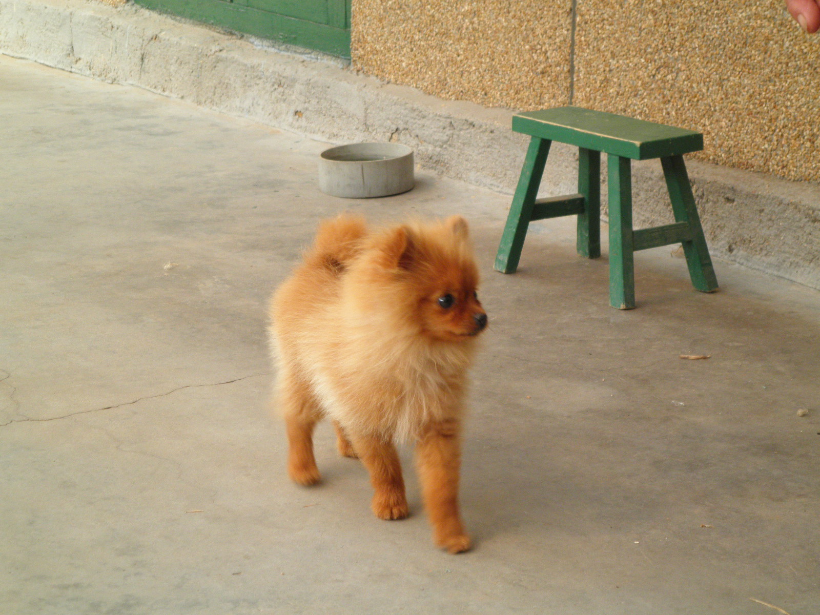 白博美(刚满月)